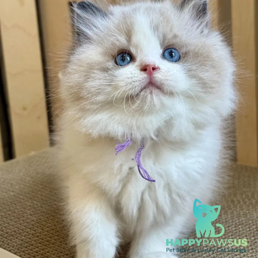 Moon Ragdoll male black bicolour - live animals