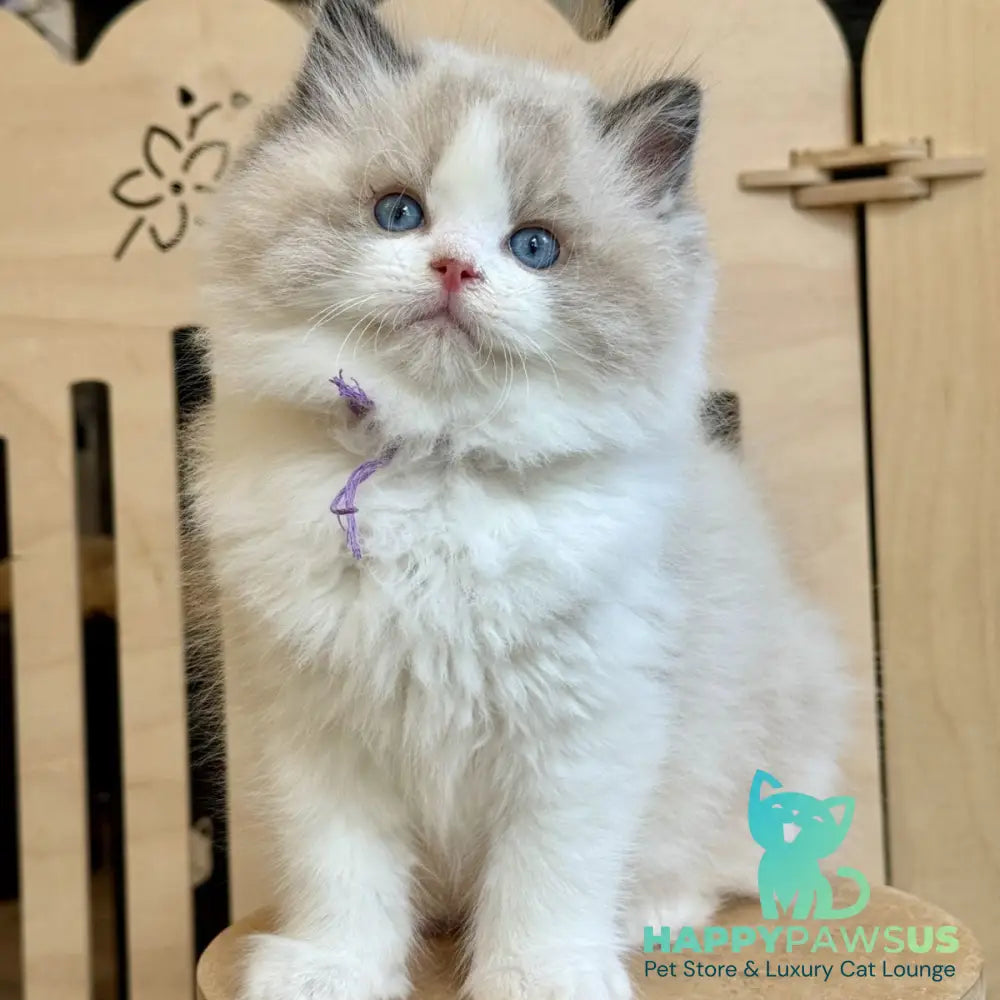 Moon Ragdoll male black bicolour - live animals