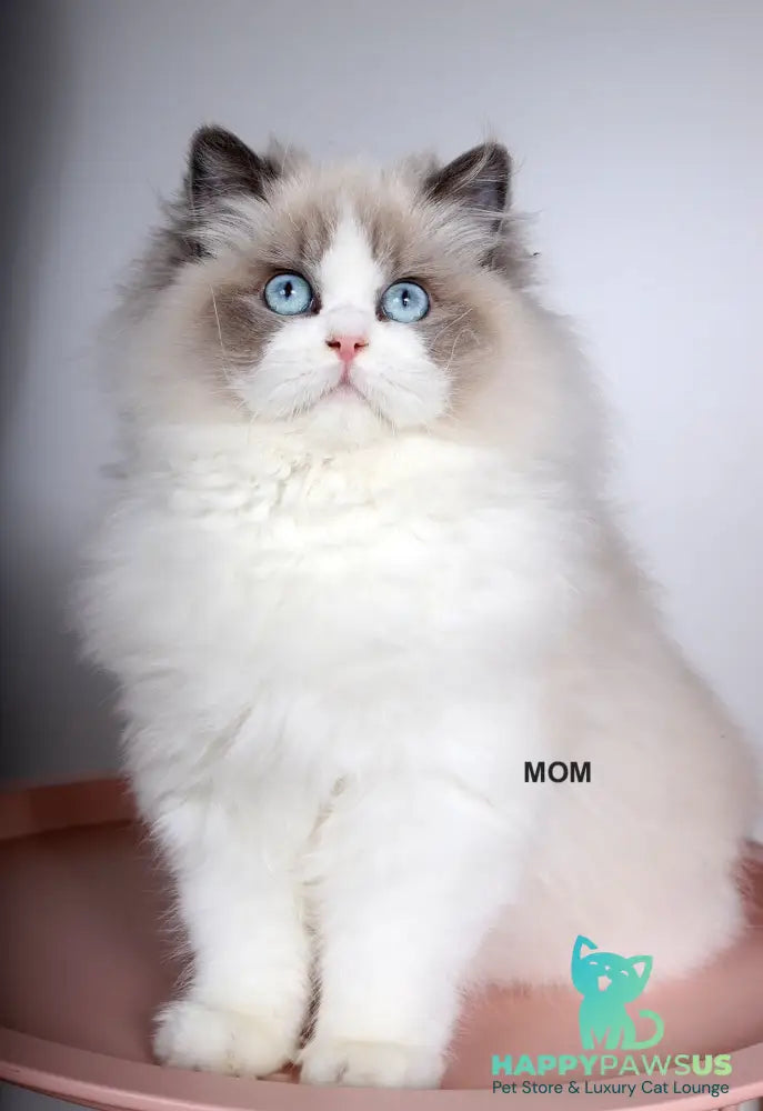 Moon Ragdoll male black bicolour - live animals