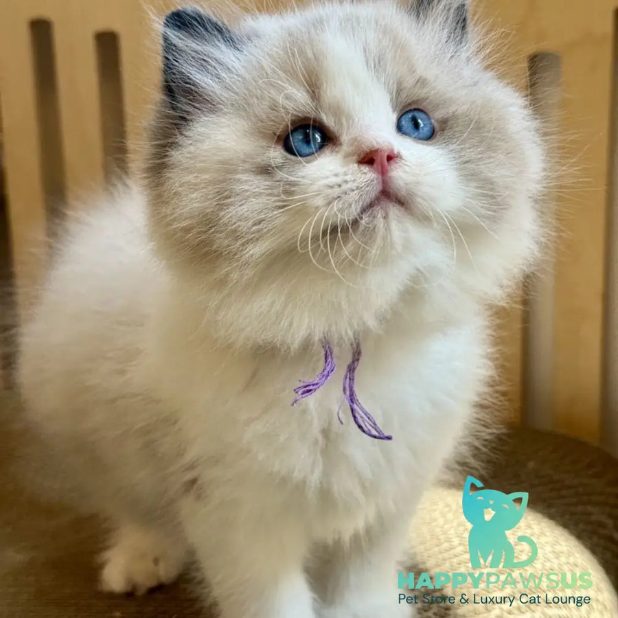 Moon Ragdoll male black bicolour - live animals