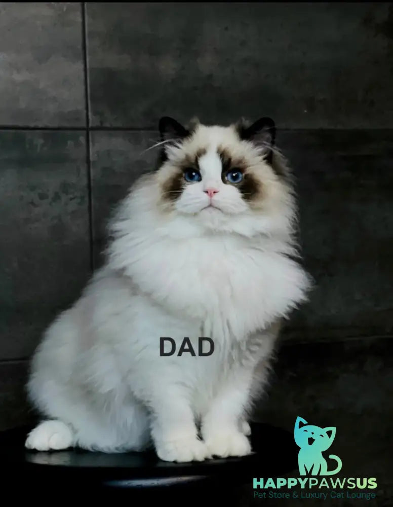 Moon Ragdoll male black bicolour - live animals