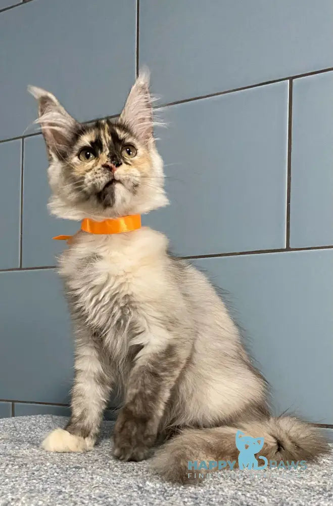 Moonstore Maine Coon female black tortie silver live animals