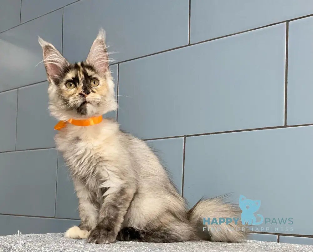 Moonstore Maine Coon female black tortie silver live animals