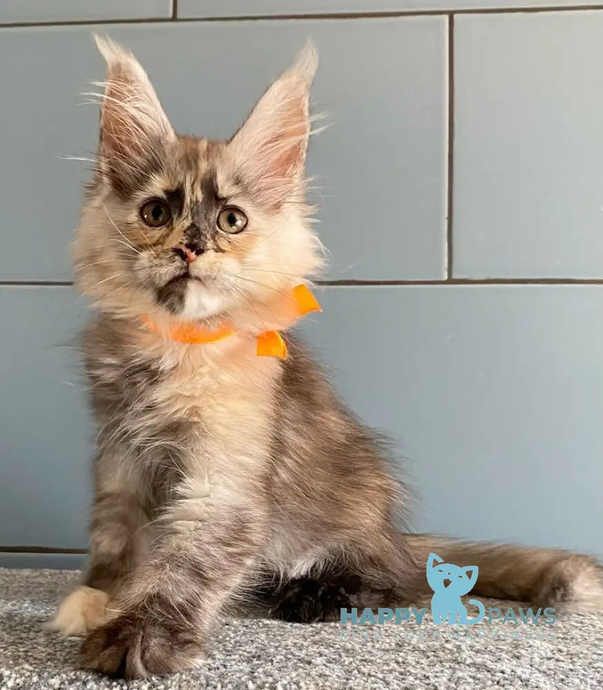 Moonstore Maine Coon female black tortie silver live animals