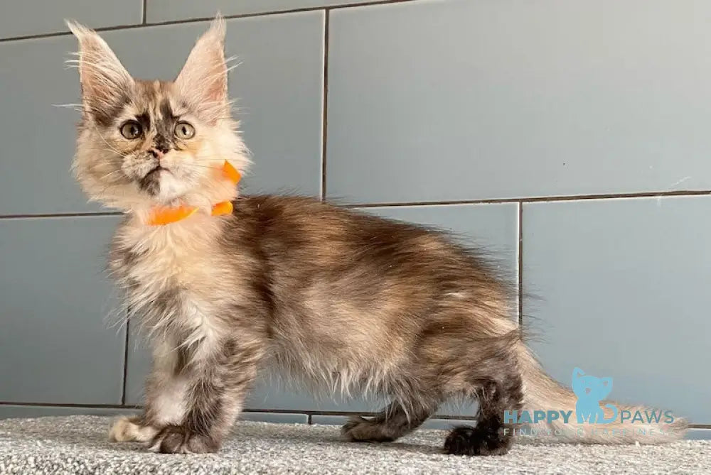 Moonstore Maine Coon female black tortie silver live animals