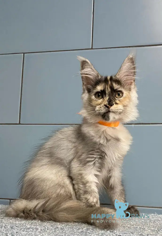 Moonstore Maine Coon female black tortie silver live animals