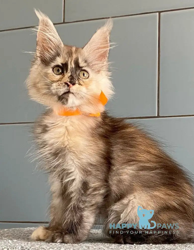 Moonstore Maine Coon female black tortie silver live animals