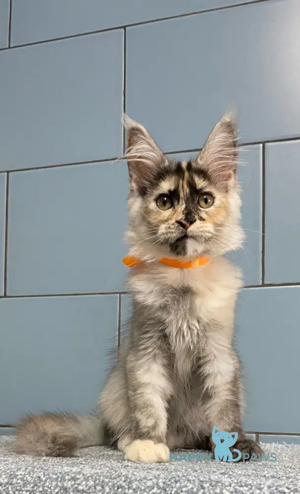 Moonstore Maine Coon female black tortie silver live animals