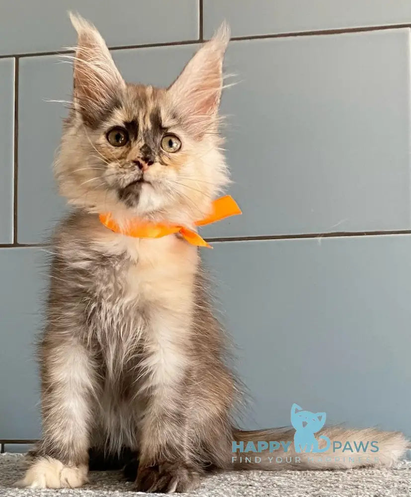 Moonstore Maine Coon female black tortie silver live animals