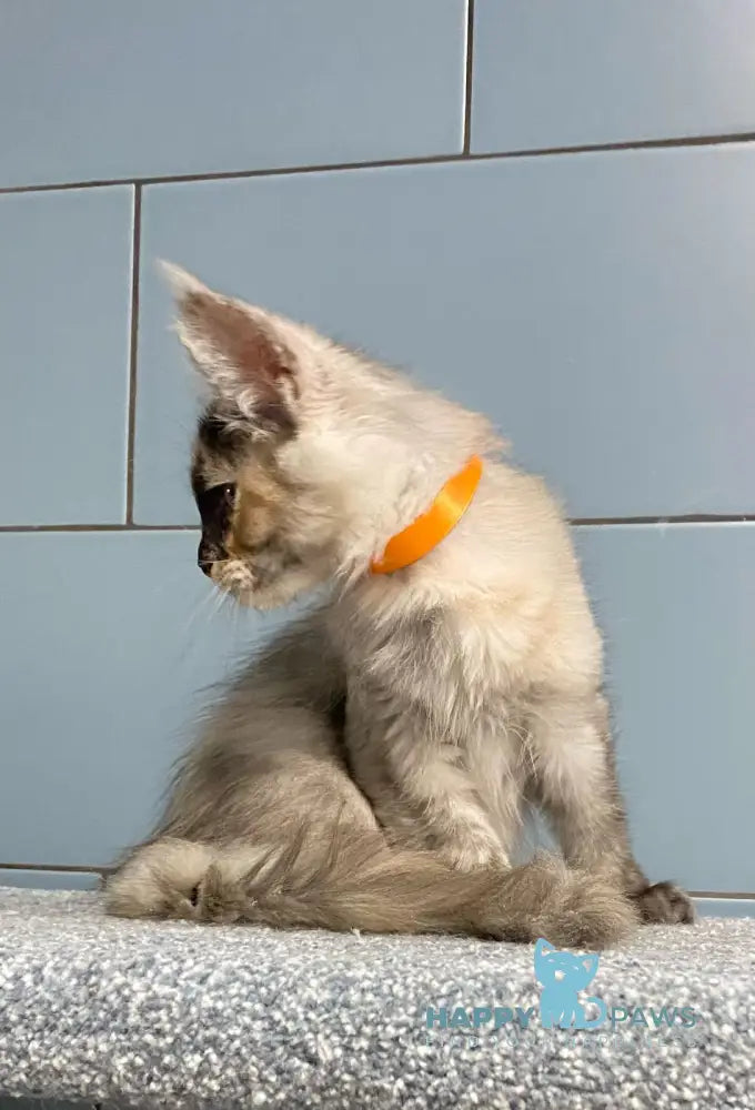 Moonstore Maine Coon female black tortie silver live animals