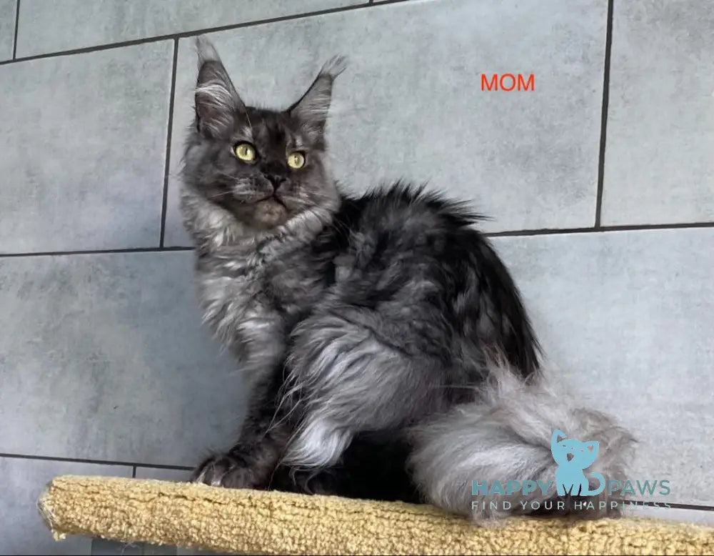 Moonstore Maine Coon female black tortie silver live animals