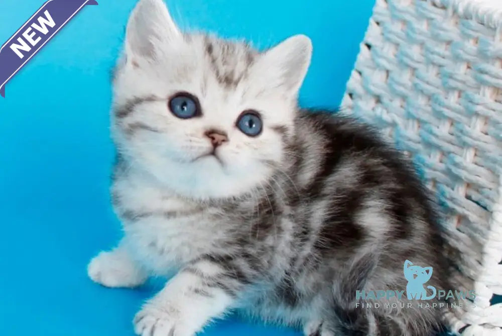 Morel British Shorthair male black silver tabby - live animals