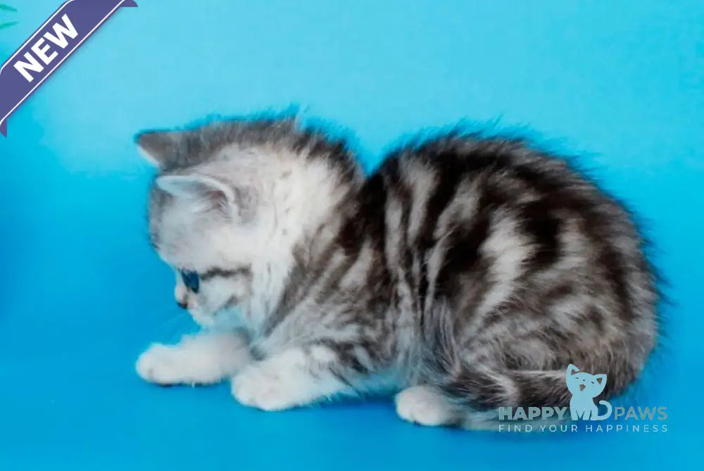 Morel British Shorthair male black silver tabby - live animals