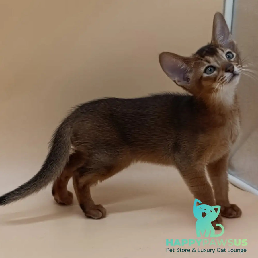 Morgan Abyssinian male black - live animals