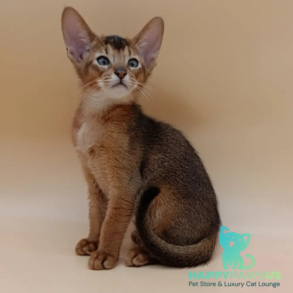 Morgan Abyssinian male black - live animals