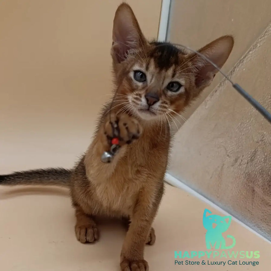 Morgan Abyssinian male black - live animals