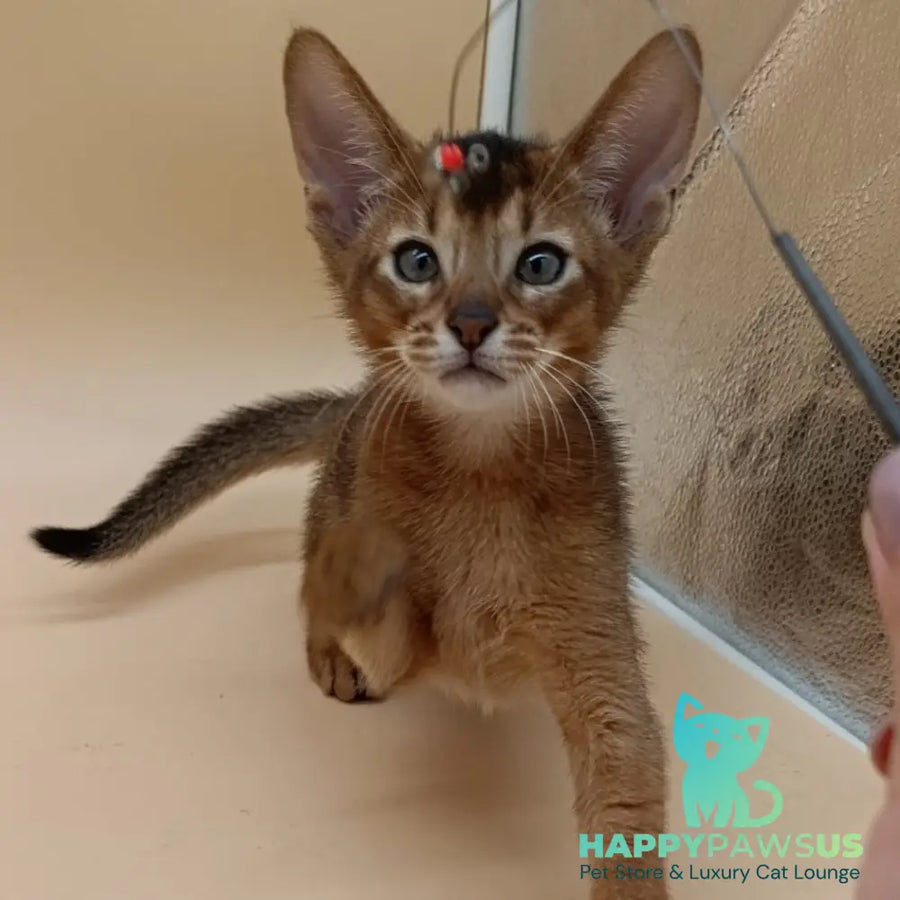 Morgan Abyssinian male black - live animals