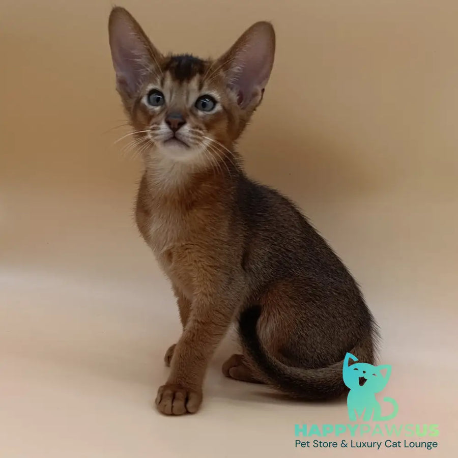 Morgan Abyssinian male black - live animals