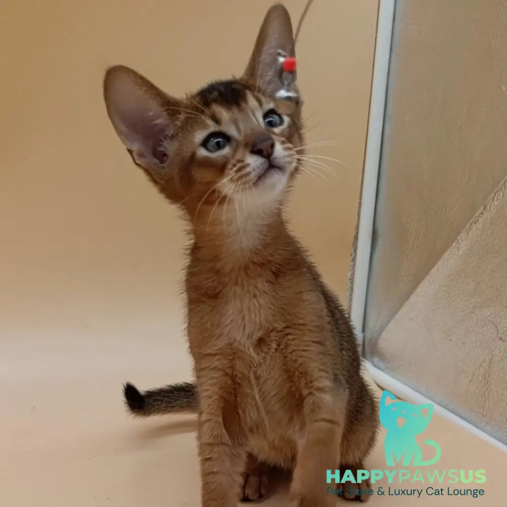 Morgan Abyssinian male black - live animals