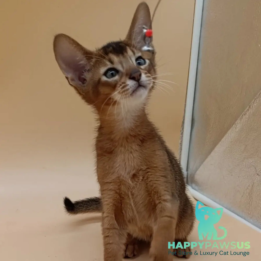 Morgan Abyssinian male black - live animals