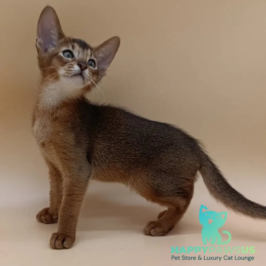 Morgan Abyssinian male black - live animals