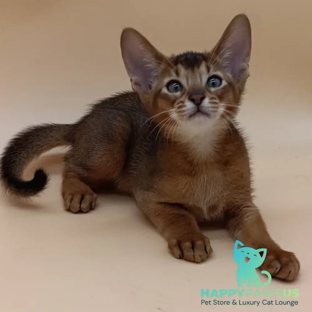 Morgan Abyssinian male black - live animals