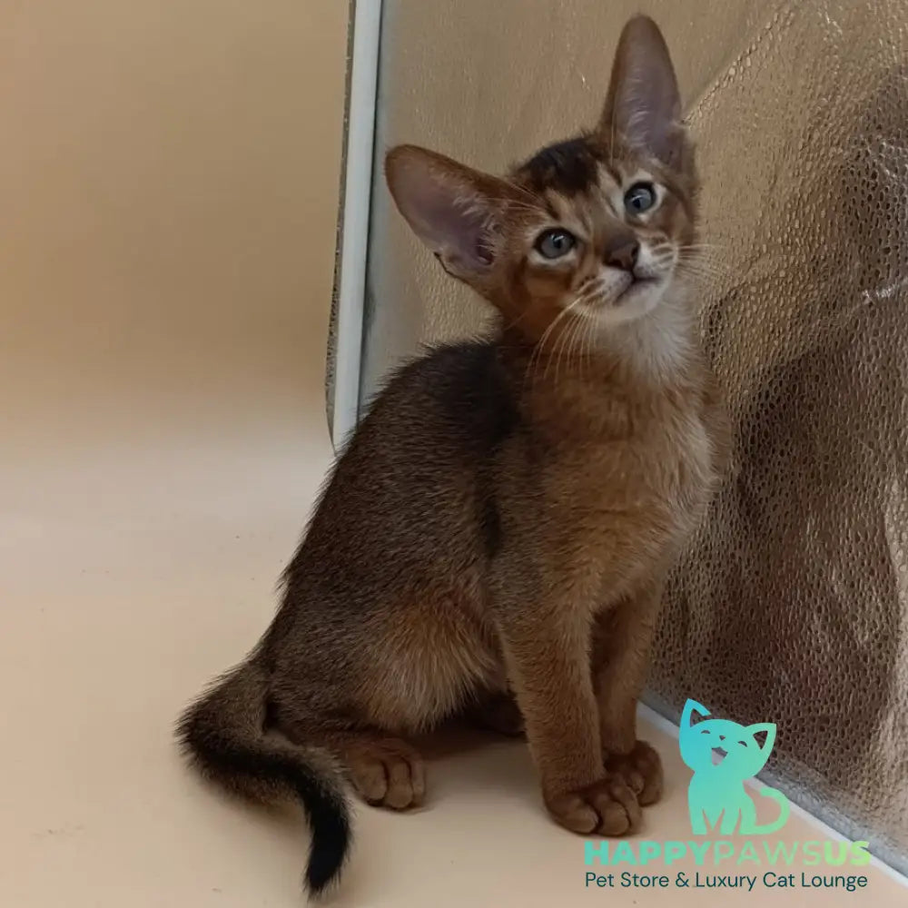 Morgan Abyssinian male black - live animals