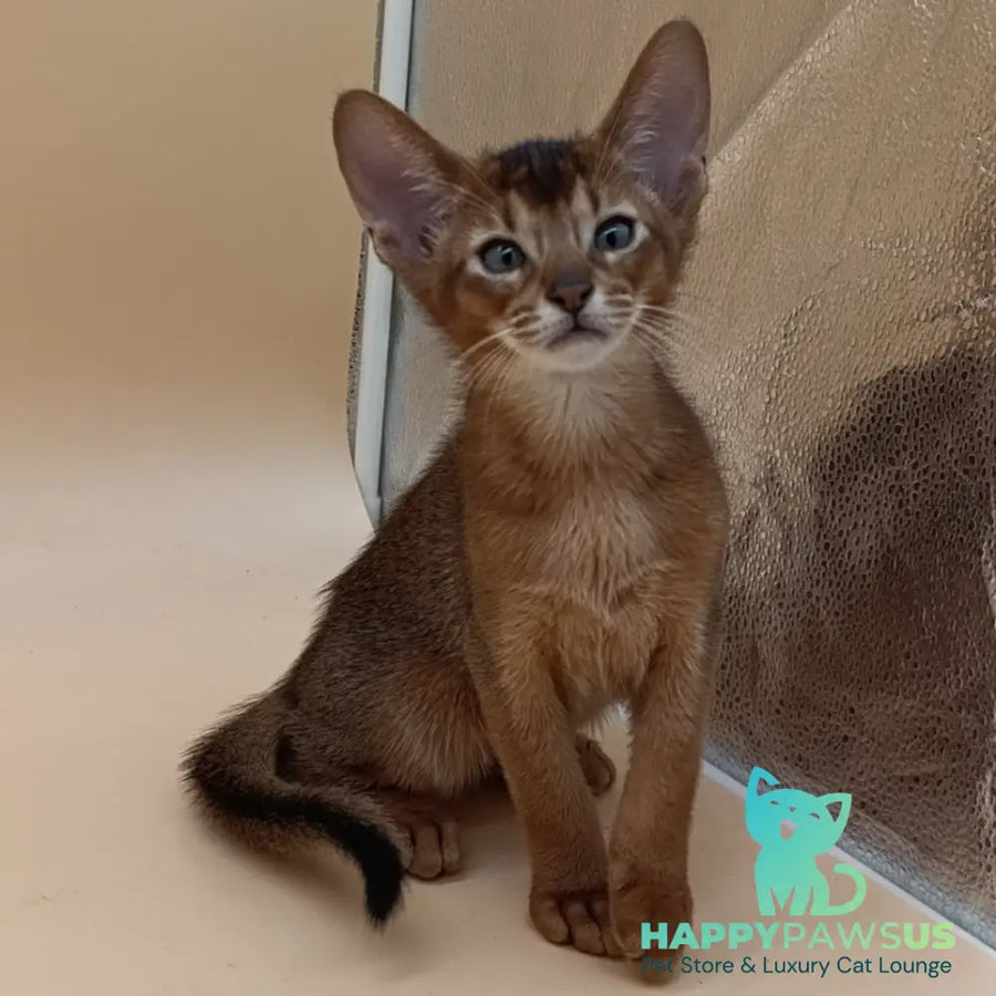 Morgan Abyssinian male black - live animals