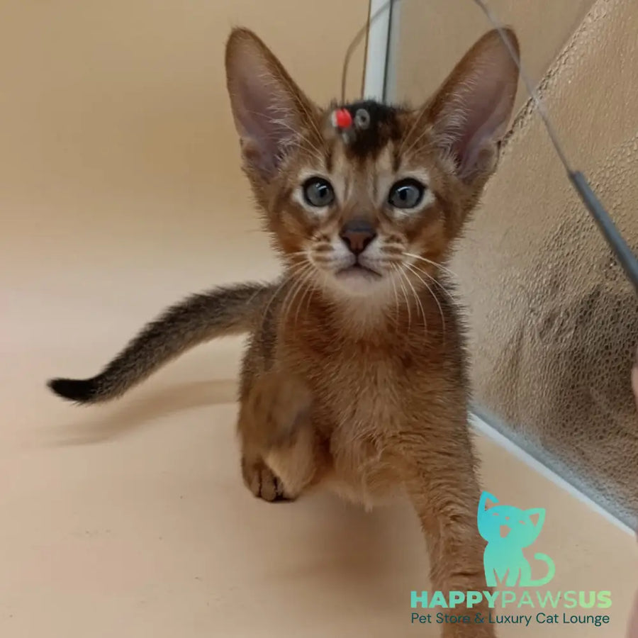 Morgan Abyssinian male ruddy - live animals