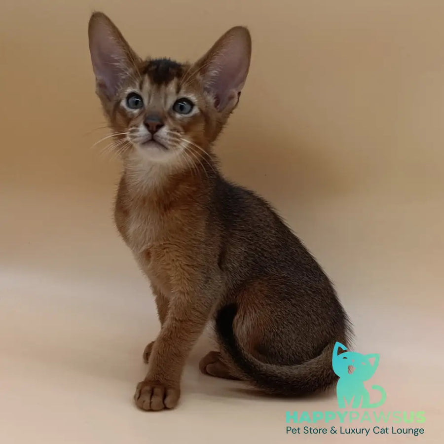 Morgan Abyssinian male ruddy - live animals