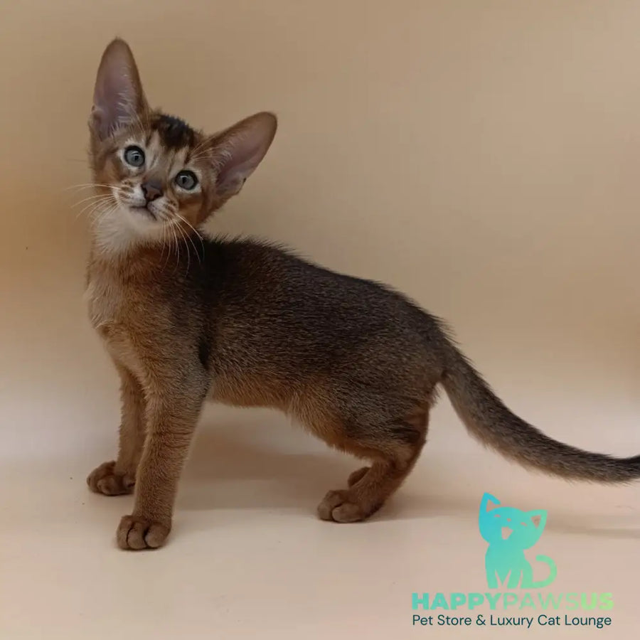 Morgan Abyssinian male ruddy - live animals