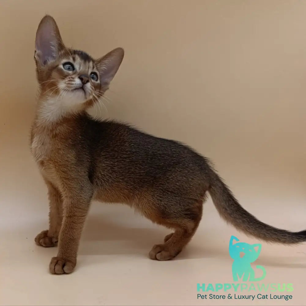 Morgan Abyssinian male ruddy - live animals