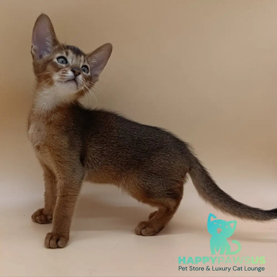 Morgan Abyssinian male ruddy - live animals