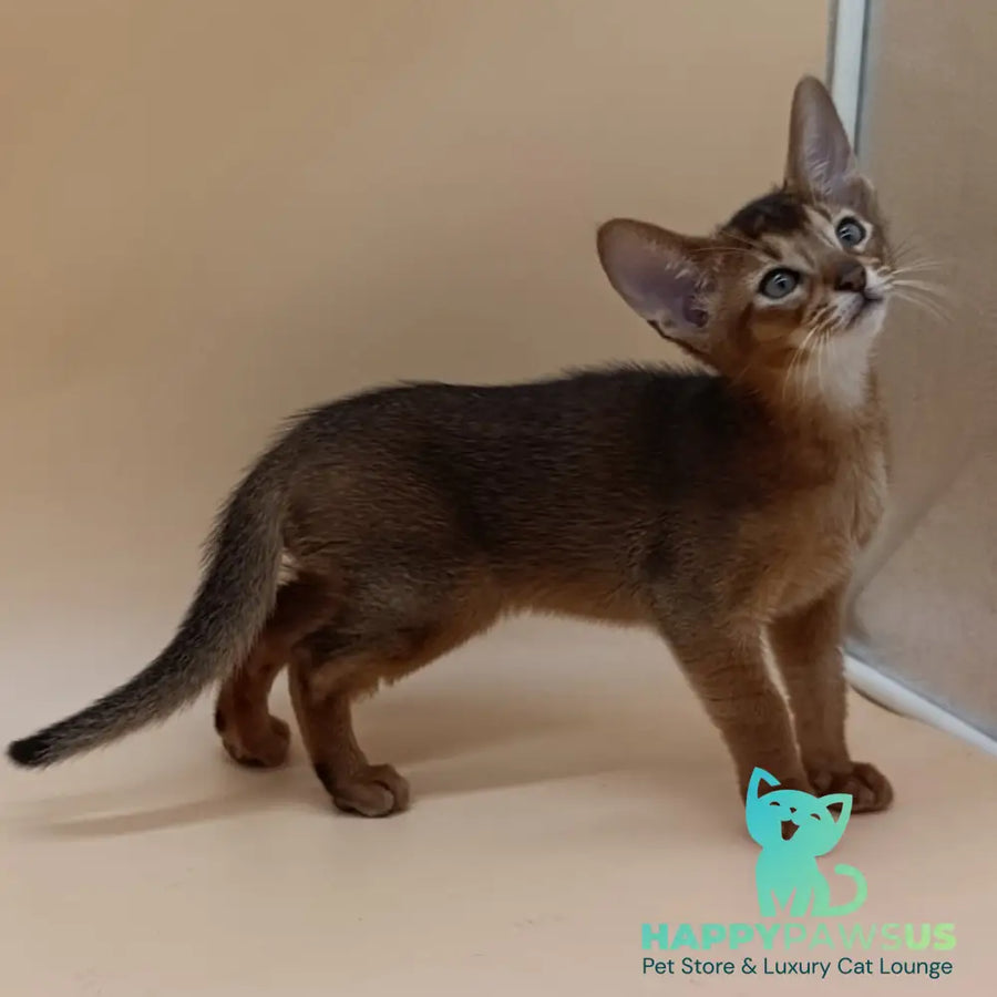 Morgan Abyssinian male ruddy - live animals
