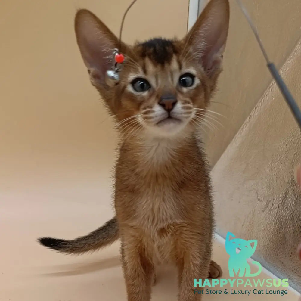 Morgan Abyssinian male ruddy - live animals