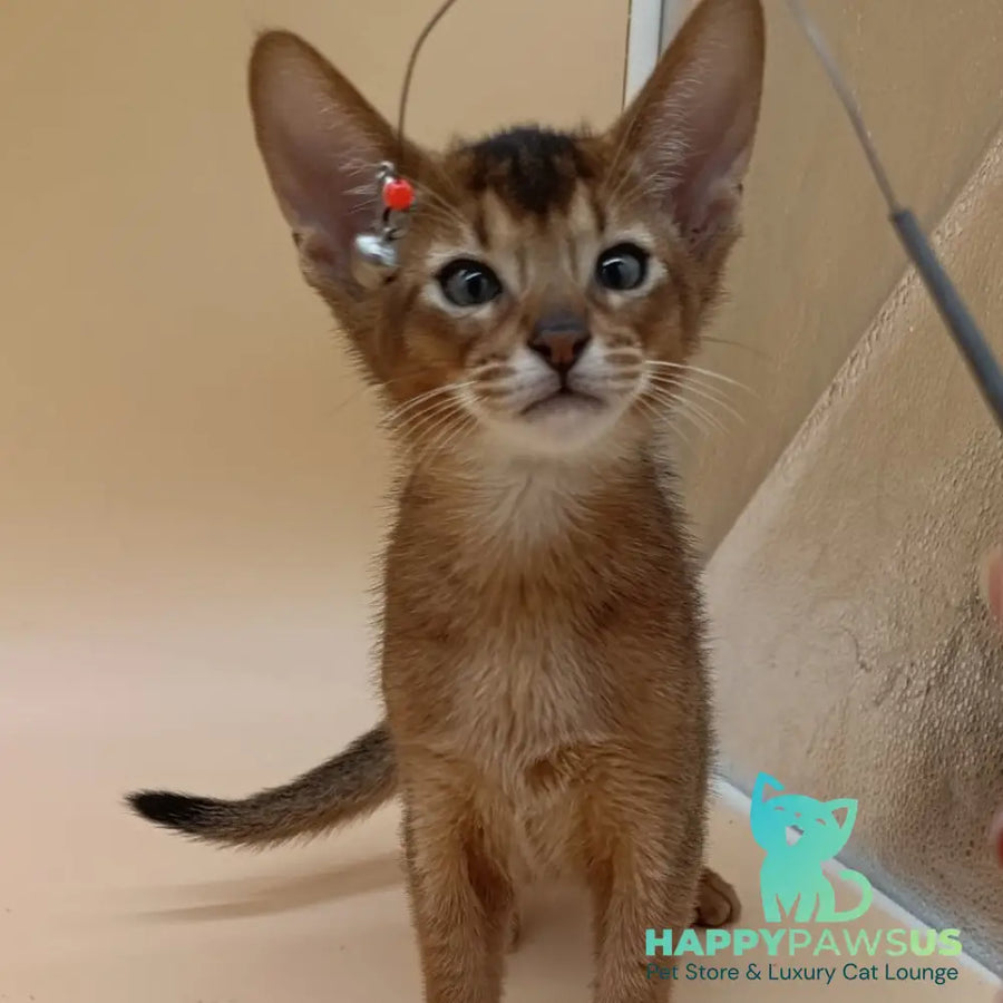 Morgan Abyssinian male ruddy - live animals