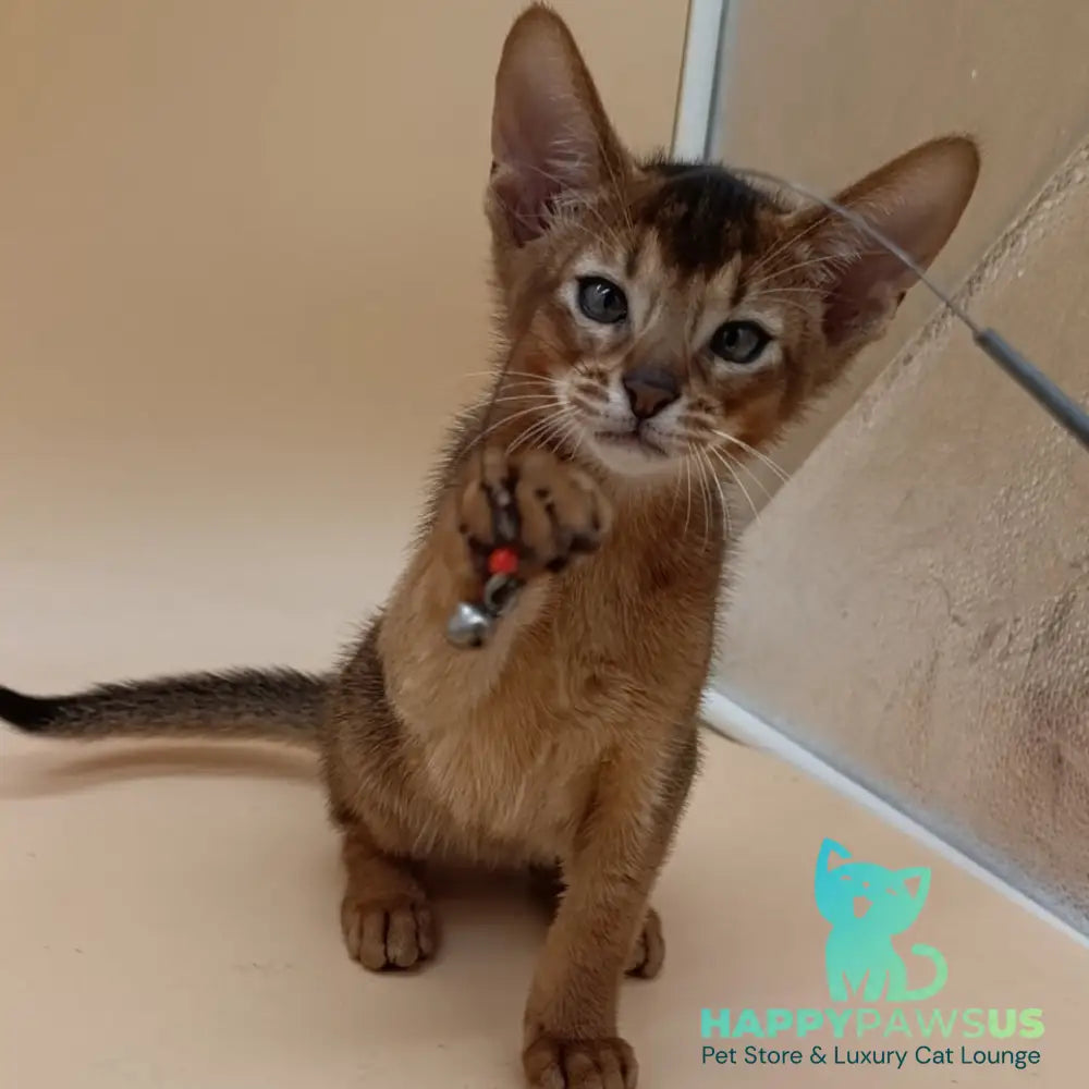 Morgan Abyssinian male ruddy - live animals