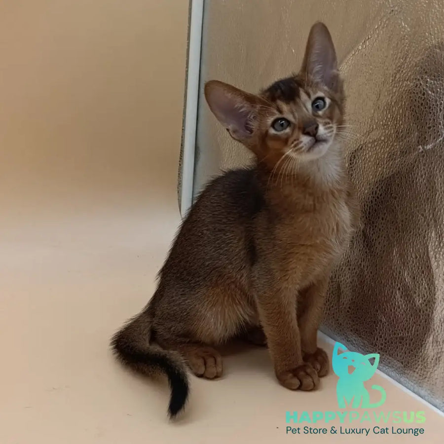 Morgan Abyssinian male ruddy - live animals