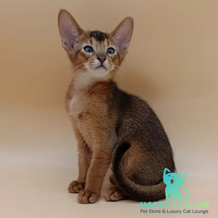 Morgan Abyssinian male ruddy - live animals