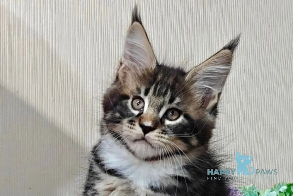 Morgan Maine Coon male black silver tabby with white live animals