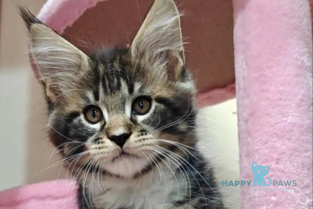 Morgan Maine Coon male black silver tabby with white live animals