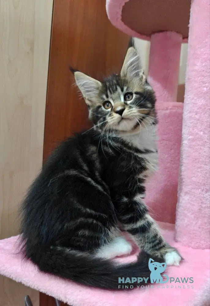 Morgan Maine Coon male black silver tabby with white live animals