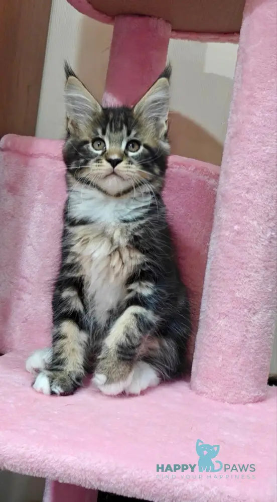 Morgan Maine Coon male black silver tabby with white live animals