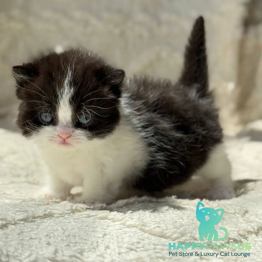 Morgan Munchkin male black bicolour - live animals