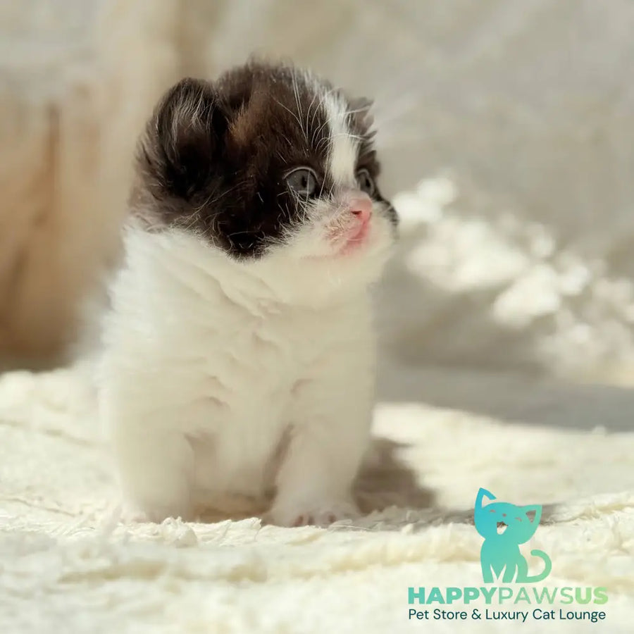 Morgan Munchkin male black bicolour - live animals