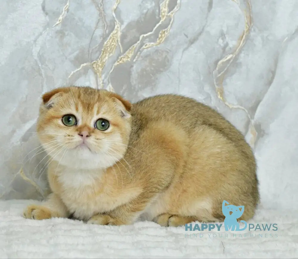 Moris Scottish Fold male black golden shaded live animals