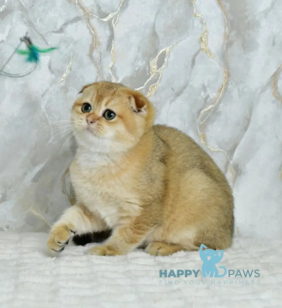 Moris Scottish Fold male black golden shaded live animals