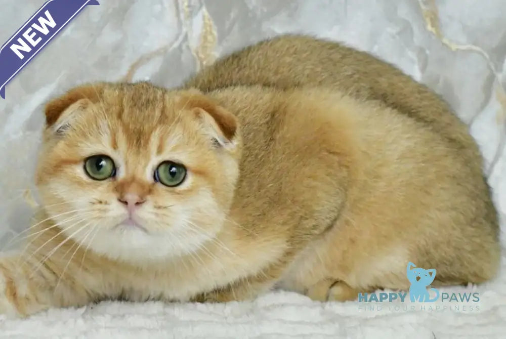 Moris Scottish Fold male black golden shaded live animals