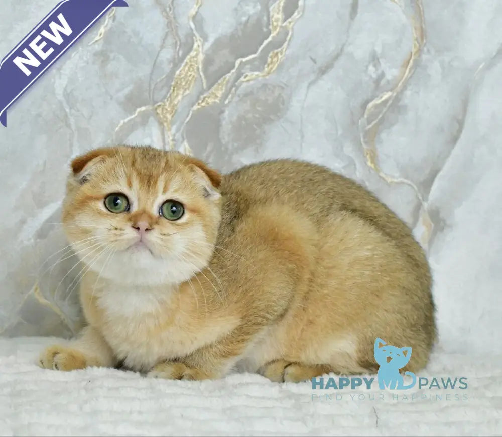 Moris Scottish Fold male black golden shaded live animals