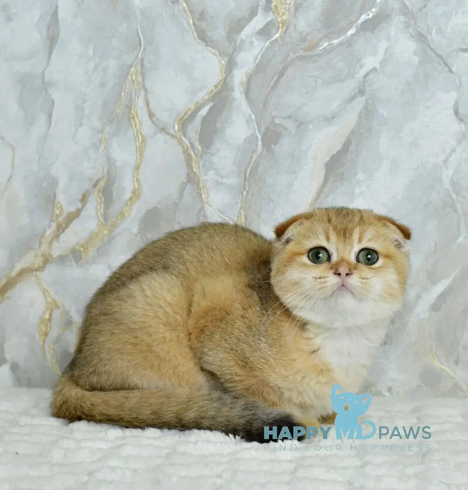 Moris Scottish Fold male black golden shaded live animals